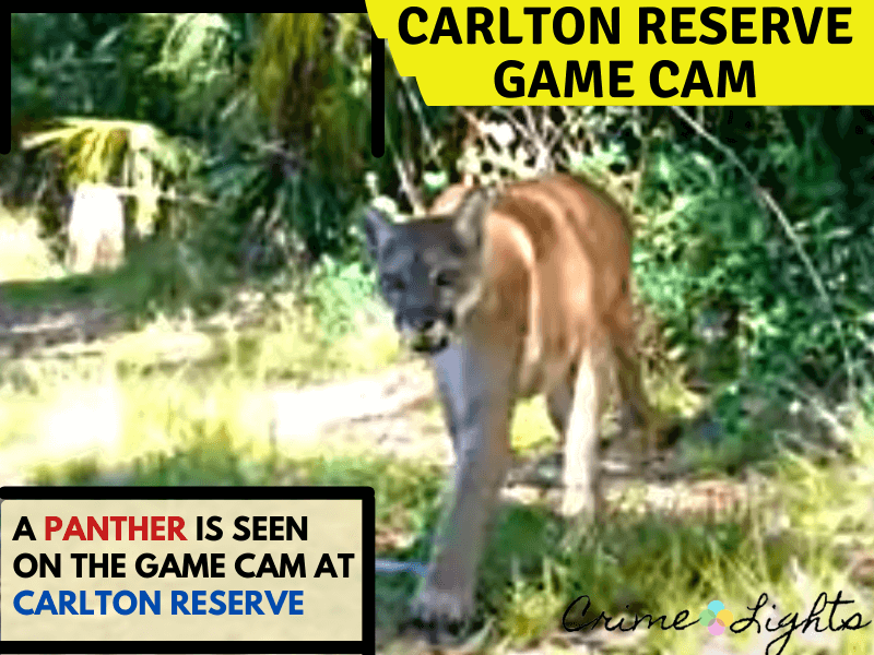 Brian Laundrie Trail Cam - Why are police searching Carlton Reserve for Brian Laundrie? Wildlife like panthers at Carlton Reserve trail cam
